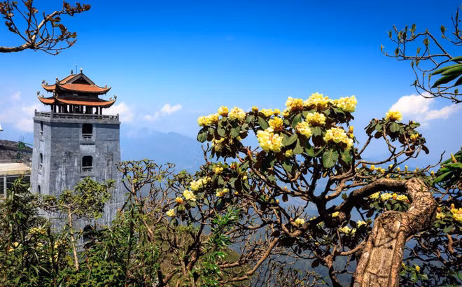 在杜鹃花开得最灿烂的地方，太阳世界番西邦传奇旅游区建设了越南第一条杜鹃花景观步道。