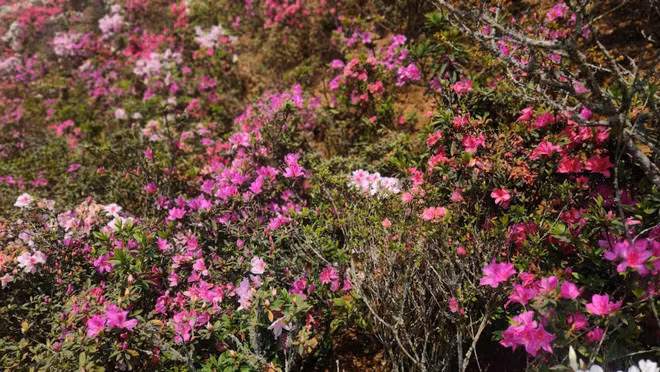 坐在缆车上，车厢缓缓上升，穿越过一朵又一朵棉花般的白云，看着一片又一片红、粉、白、黄等颜色各异的杜鹃花海在广阔的黄连山中盛放。