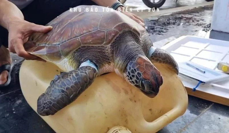 获救的海龟。
