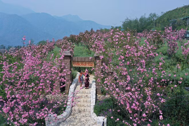 不仅有杜鹃花，樱花丘上的1000棵樱花树也正在绽放。