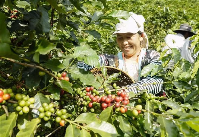 奠边省农民采收咖啡（图片来源：越通社）