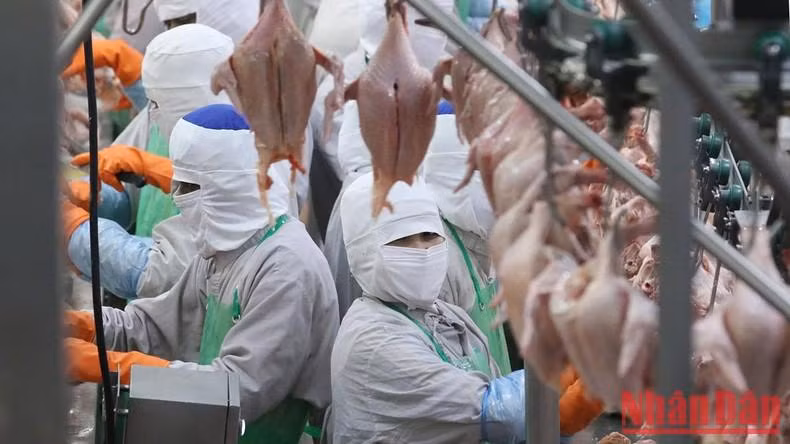 未来要投入建设更多鸡肉加工厂。