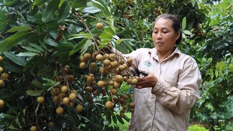 越南龙眼产品成功进军日本市场。（图片来源：越通社）
