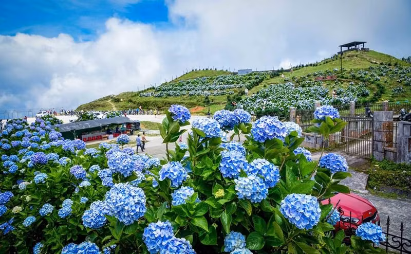 绣球花的花语是“美丽永恒、团聚美满”，这也正是它花形成团状的缘故。