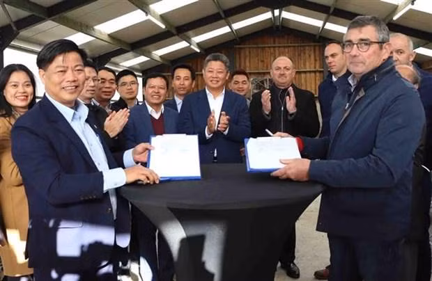 河内家畜育种公司与Belgimex 家禽育种公司签署谅解备忘录。（图片来源：越通社）