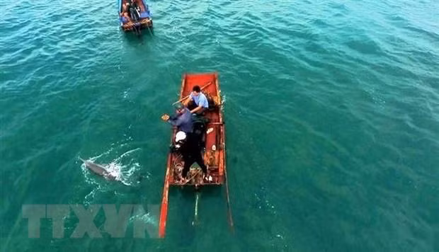 成功营救姑苏海域搁浅海豚。（图片来源：越通社）