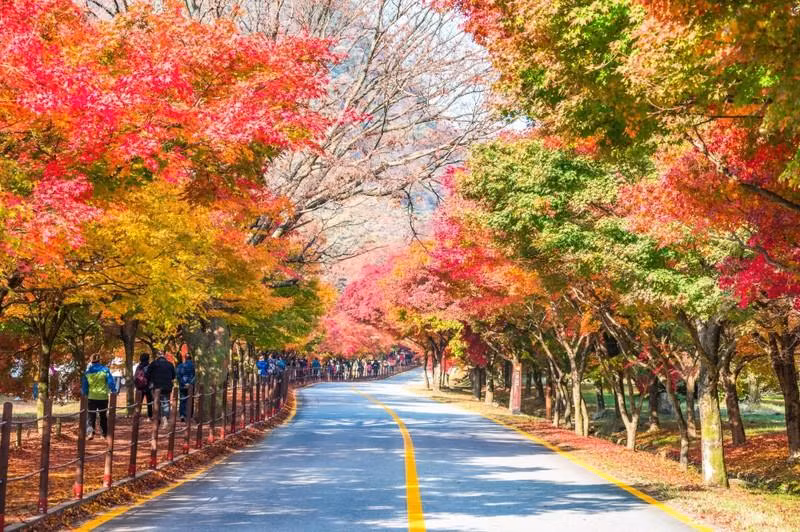 在取消Covid-19限制后，韩国是越南游客最受欢迎的三个目的地之一（图片来源：visitkorea）