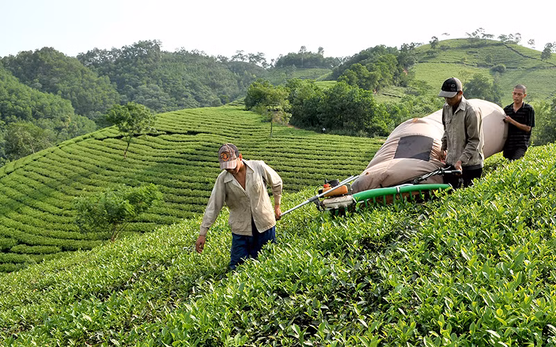 附图。（图片来源：谅山报）