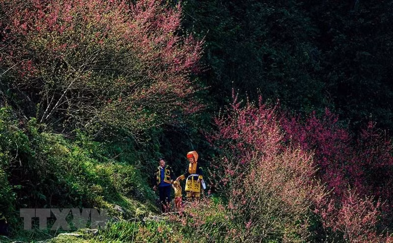 尽管拥有巨大的旅游潜力,但目前谅山省母山旅游区仍尚未得到充分挖掘。图中:母山峰顶上的樱桃花。 尽管拥有巨大的旅游潜力,但目前谅山省母山旅游区仍尚未得到充分挖掘。图中:母山峰顶上的樱桃花。