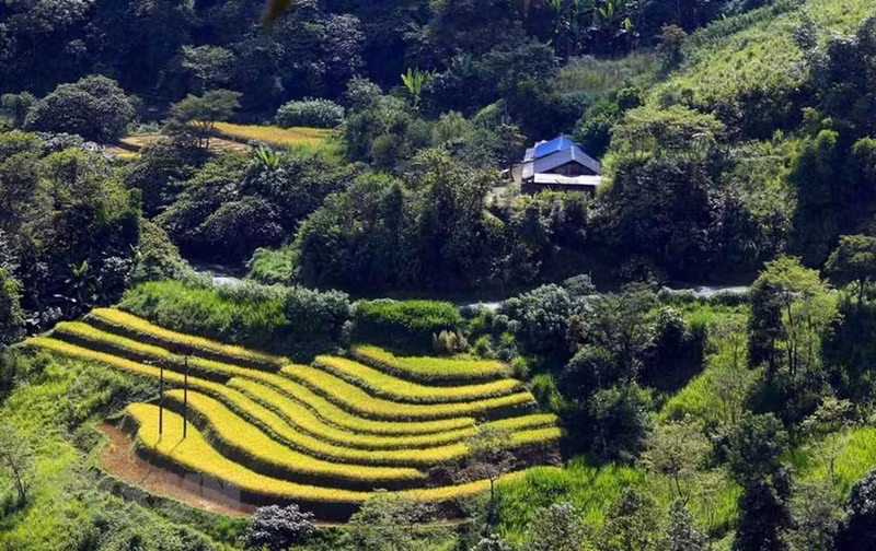 成熟稻米的金黄色在丰富的自然景观中创造了美丽的彩色画面。