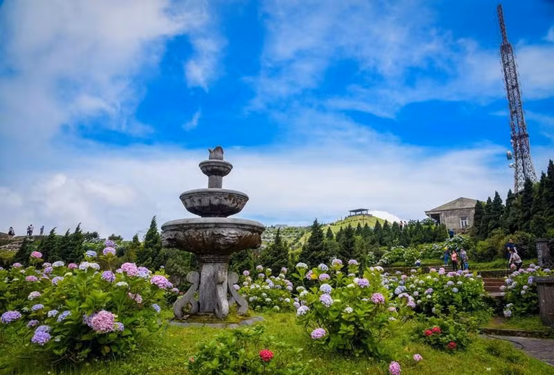 绣球花喜欢温暖、湿润的环境，平时要保证足够的光照，但是在中午阳光太强时也要做好遮阳工作。平时也要保持盆土的湿润，夏季温度高要经常浇水，雨季时也要及时排水，避免积水导致烂根。