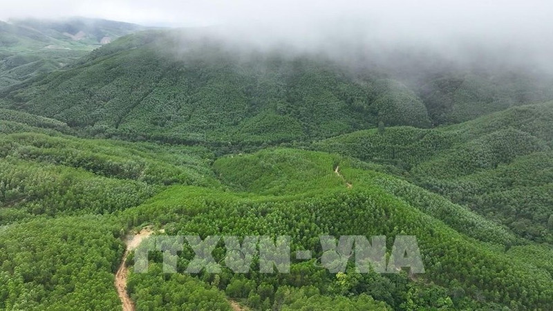 云耕乡的大径材人工林面积由云耕森林检查站负责管理。（图片来源：越通社）