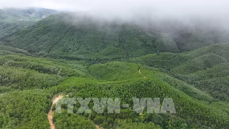 云耕乡的大径材人工林面积由云耕森林检查站负责管理。（图片来源：越通社）