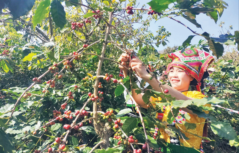 山罗省农民采收咖啡