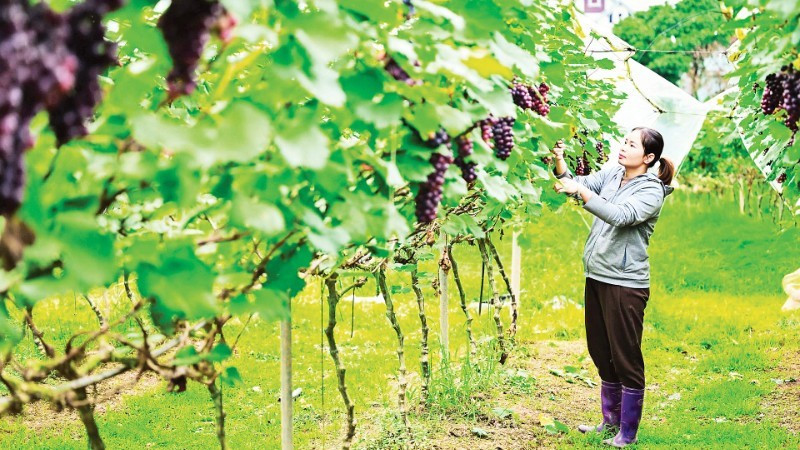 位于北宁省南阳乡的葡萄园。（宝龙 摄）