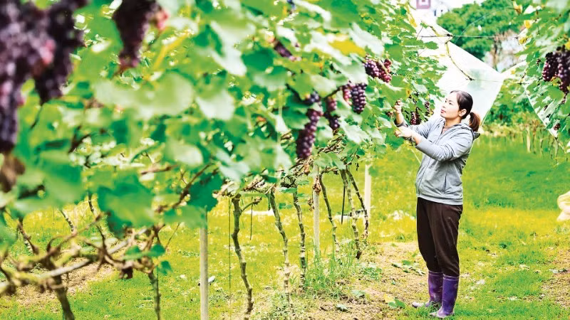 位于北宁省南阳乡的葡萄园。（宝龙 摄）