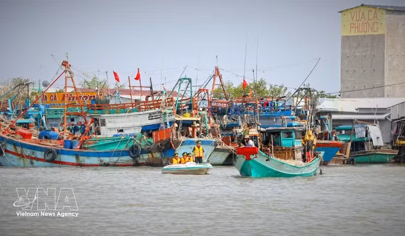 金瓯省采取多项措施，力争与全国一道解除IUU“黄牌”警告。（图片来源：越通社）
