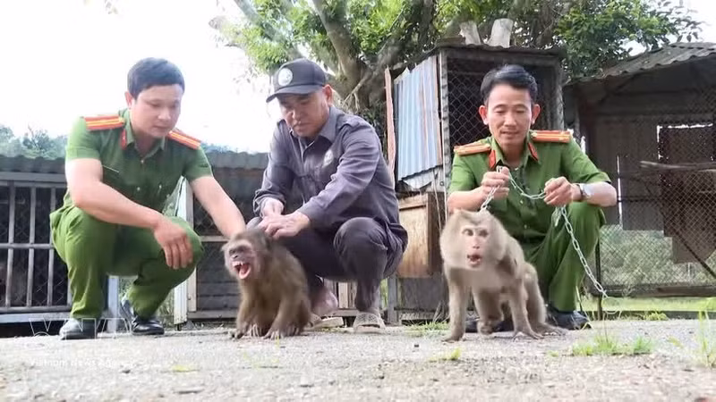 职能力量接收由人民移交的猴子。（图片来源：越通社）