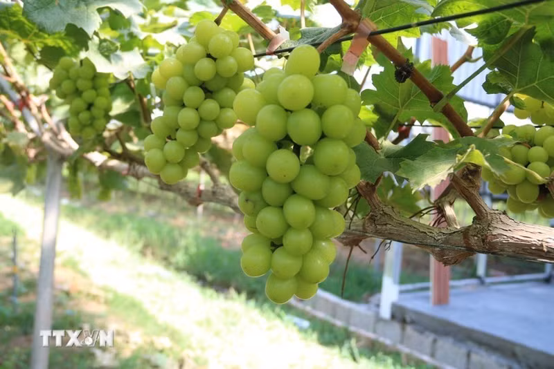 助力越南企业发展绿色、可持续农业。（图片来源：越通社）