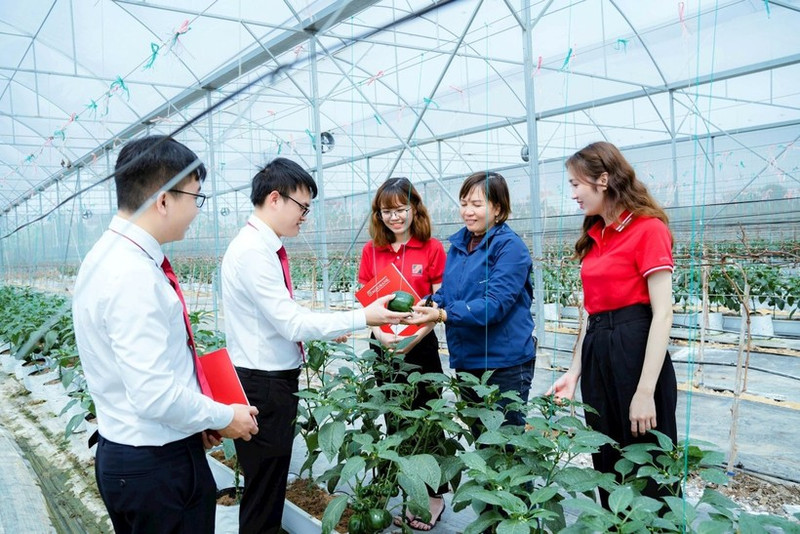 越南多家银行提供绿色信贷服务，鼓励顾客加大对高新技术农业生产的投资力度。（凯歌 摄）