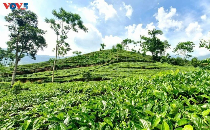 茶叶正在成为安沛省万赞县的主要作物之一。（图片来源：越南之声）