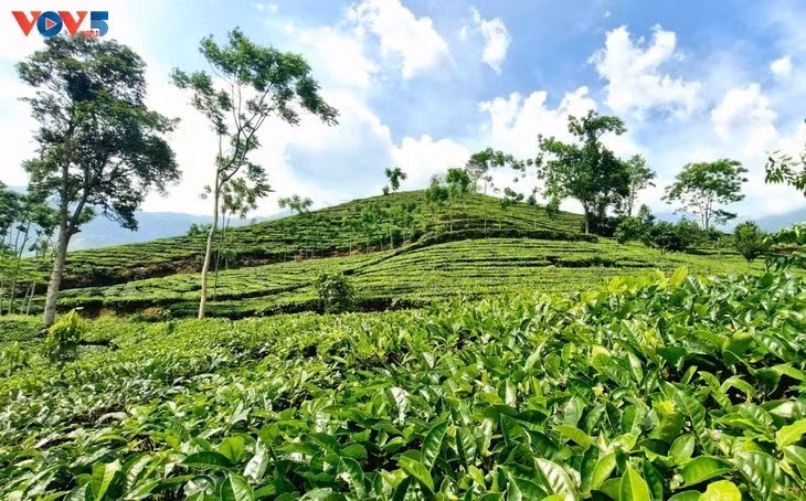 茶叶正在成为安沛省万赞县的主要作物之一。（图片来源：越南之声）