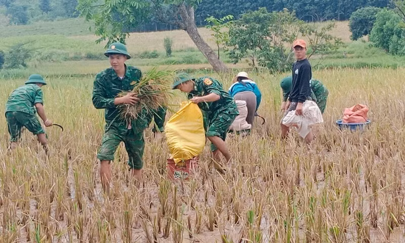 边防哨所部队协助群众在暴雨洪水中抢收稻谷。（图片来源：越通社）