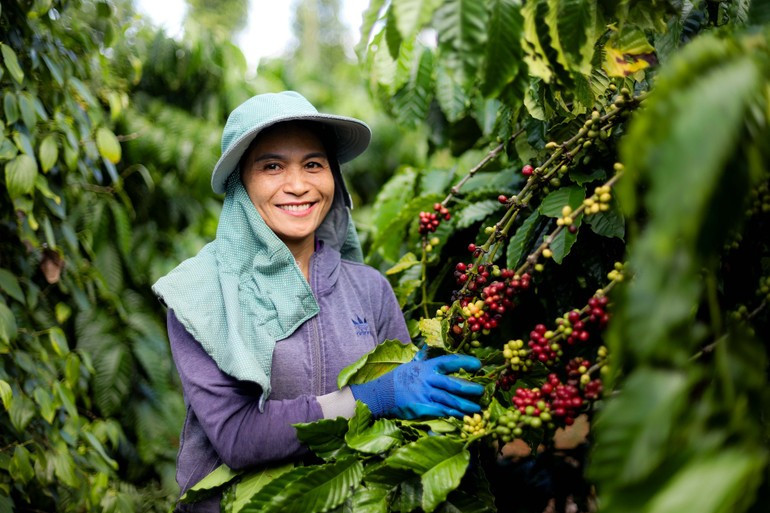 在越南，企业在从种植、加工到可持续消费的咖啡全产业链推进绿色转型。