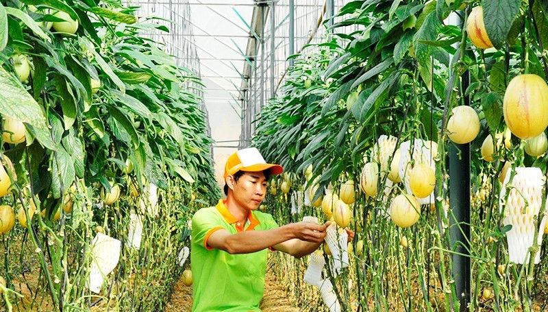 在林同省的网纹甜瓜种植园。（月英 摄）