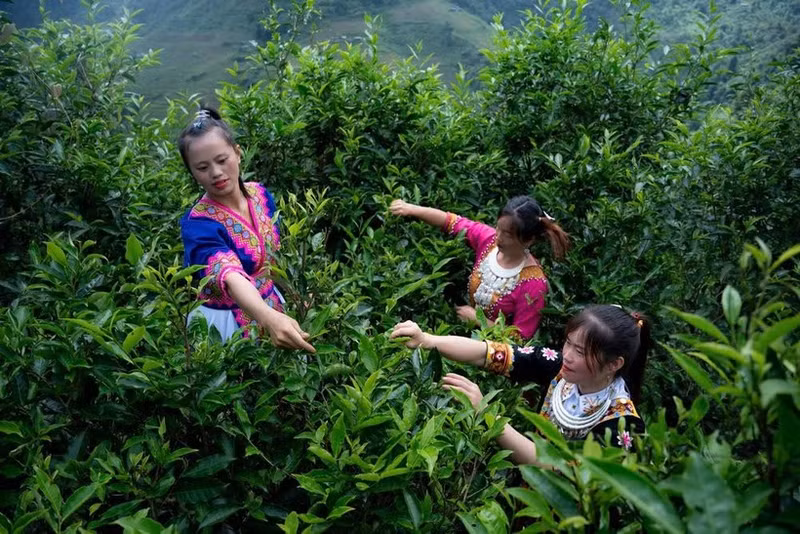 当地居民正在采摘山雪茶叶