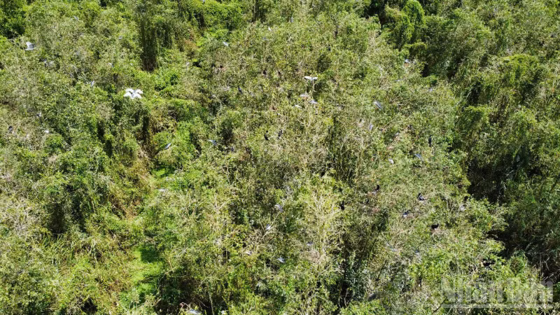 从高空俯瞰，春季生态旅游区展现出一片广阔而原始的绿意天地。