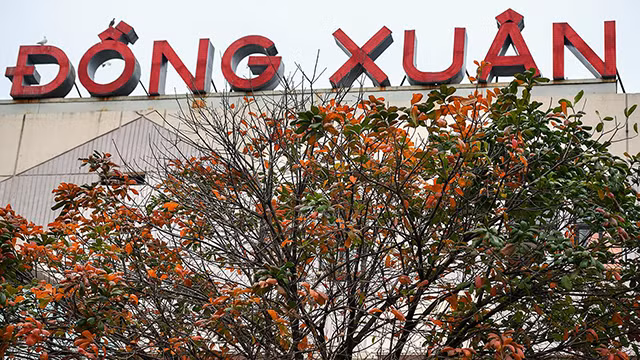 河内市落叶季节 美不胜收 让人着迷（组图） ảnh 7