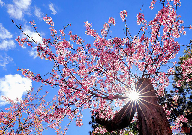 大叻充满春天色彩(组图) ảnh 6 大叻充满春天色彩(组图) ảnh 6