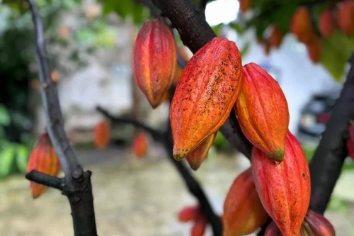 越南可可豆在世界版图上确立品牌地位。