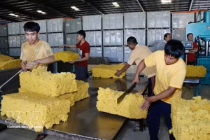 越老橡胶公司在老挝占巴塞省巴江县的橡胶加工厂和胶乳。（图片来源：越通社）