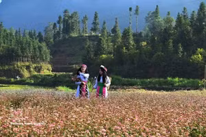 同文石质高原上的赫蒙族少女。（图片来源：越通社）