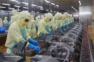 明富—庆安水产品加工有限责任公司的虾类加工生产线。（图片来源：越通社）