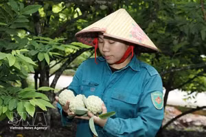 宁平省番荔枝。（图片来源：越通社）