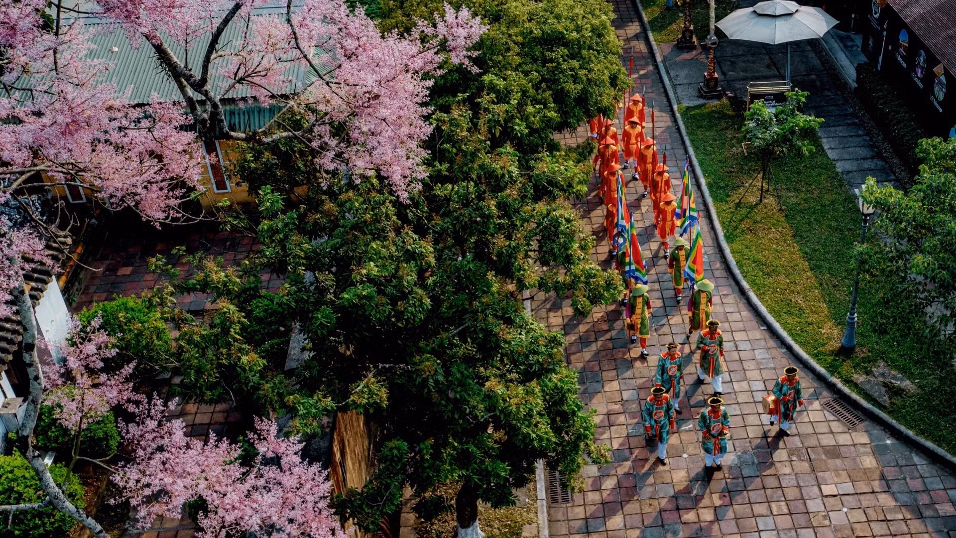 近年来，自三月起，顺化皇城常迎来专程前来寻访、观赏“王者之花”的游客。