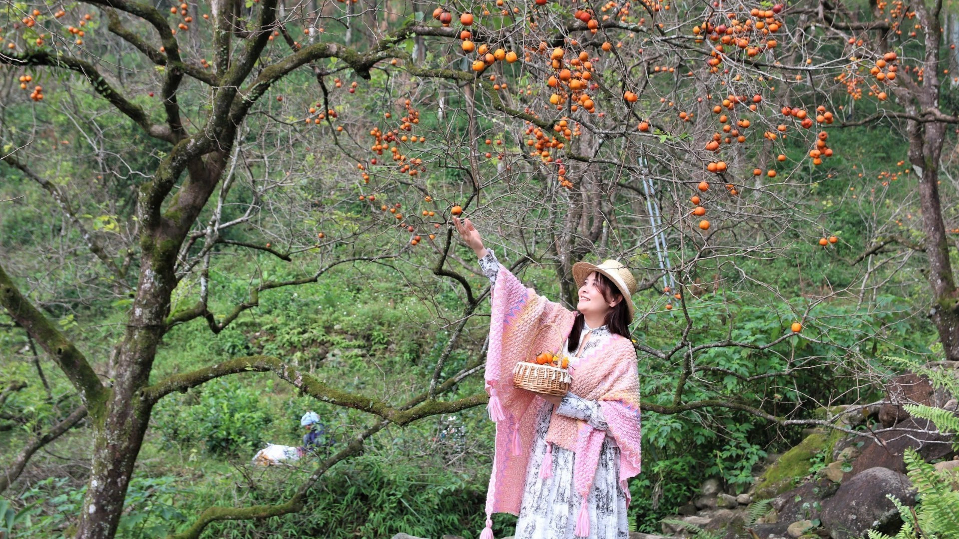 柿子园果实成熟，色泽鲜艳，沿大惠灵山山坡绵延展开。