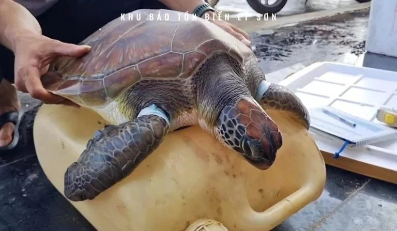 获救的海龟。