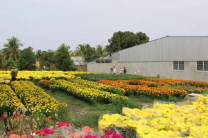 永隆省隆德坊永安花卉种植专业村。（图片来源：越通社）