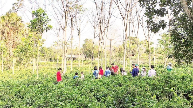 巴维乡村农场等生态旅游模式越来越受到游客的欢迎。