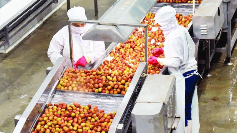 宁平省童瑶出口食品股份公司的水果加工活动。（陈庆 摄）