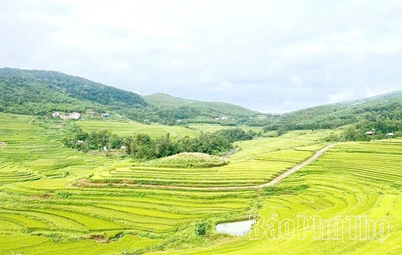 富寿省沔隊梯田。（图片来源：baophutho.vn）