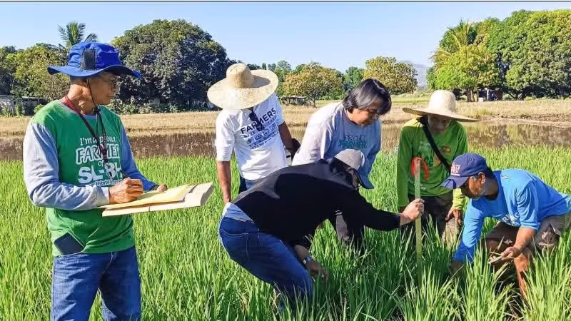 菲律宾专家正在研究提高水稻生产效率的方法。（图片来源：PIA.GOV.PH）