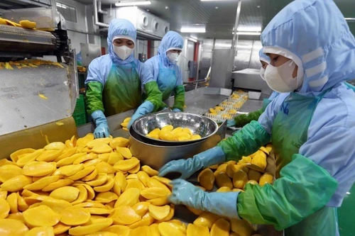 广西从越南农产品进口额达120.9亿元人民币。（图片来源：越通社）