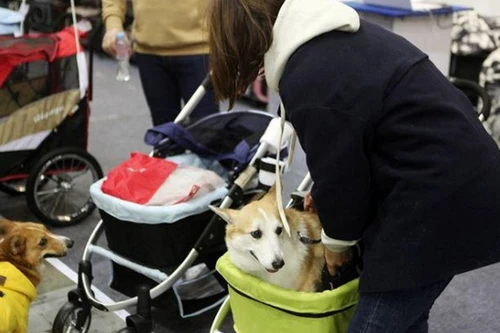 越南宠物市场吸引韩国企业目光。