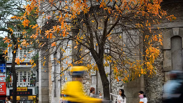 河内市落叶季节 美不胜收 让人着迷（组图） ảnh 1