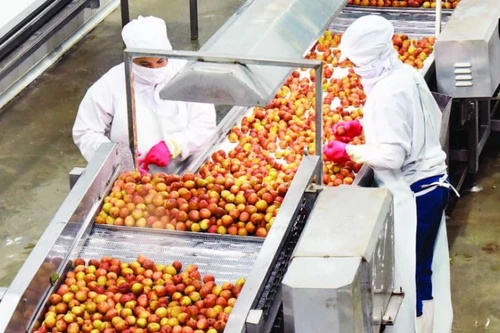 宁平省童瑶出口食品股份公司的水果加工活动。（陈庆 摄）